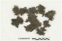 藏品(鹿兒島耳葉蘚)的圖片